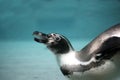 A marine animal, the penguin dives under the water Royalty Free Stock Photo