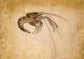 Marine animal prehistoric shrimps fossil