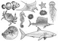 Marine animals collection illustration, drawing, engraving, ink, line art, vector