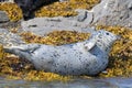 Nicesun bathing Spotted Seal with a silver grey fur on the Coast of Alaska Royalty Free Stock Photo