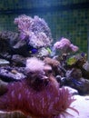 Marine aquaium tank with soft corals and fishes