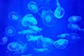 Marine aquarium filled with jellyfish with blue backlight. Royalty Free Stock Photo