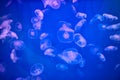 Lot of transparent jellyfish in marine aquarium with blue backlight. Royalty Free Stock Photo