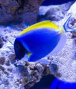 Marine aquarium fish Naso lituratus