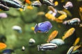 A marine aquarium with fishes and seaweed. underwater wild life beckground