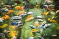 A marine aquarium with fishes and seaweed. underwater wild life beckground