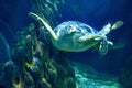 Marine Aquarium Natural Life Blue Water Turtle