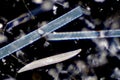 Marine aquatic plankton Diatoms under microscope view