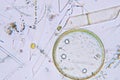 Marine aquatic plankton under microscope view Royalty Free Stock Photo