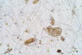 Marine aquatic plankton under microscope view Royalty Free Stock Photo