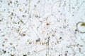 Marine aquatic plankton under microscope view Royalty Free Stock Photo