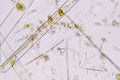 Marine aquatic plankton under microscope view Royalty Free Stock Photo