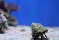 Marine background with funny little hermit crab looking at the camera. Reefs on the background. Copy space for text Royalty Free Stock Photo