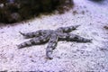 Marine background of starfish lying on the sand with copy space for text Royalty Free Stock Photo