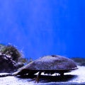 Marine background of xiphosura or horseshoe crab with copy space for text