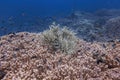 Marine biology ecosytem pink soft coral reef and colorful sea fish swim around with deep dive underwater landscape background Royalty Free Stock Photo