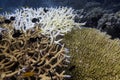 Marine biology ecosytem staghorn coral reef are bleaching and colorful sea fish swim around with deep dive blue water underwater