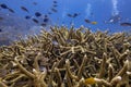 Marine biology ecosytem staghorn coral reef and colorful sea fish swim around with deep dive blue water underwater landscape