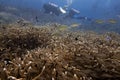 Marine biology ecosytem staghorn coral reef and colorful sea fish swim around with deep dive blue water underwater landscape