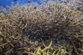 Marine biology ecosytem staghorn coral reef and colorful sea fish swim around with deep dive blue water underwater landscape