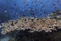 Marine biology ecosytem staghorn coral reef and colorful sea fish swim around with deep dive blue water underwater landscape