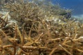 Marine biology ecosytem staghorn coral reef and colorful sea fish swim around with deep dive blue water underwater landscape