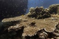 Marine biology ecosytem staghorn coral reef and colorful sea fish swim around with deep dive blue water underwater landscape