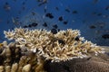 Marine biology ecosytem staghorn coral reef and colorful sea fish swim around with deep dive blue water underwater landscape