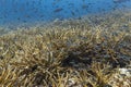 Marine biology ecosytem staghorn coral reef and colorful sea fish swim around with deep dive blue water underwater landscape