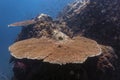 Marine biology ecosytem staghorn coral reef and colorful sea fish swim around with deep dive blue water underwater landscape