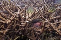 Marine biology ecosytem staghorn coral reef and colorful sea fish swim around with deep dive underwater landscape background