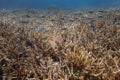 Marine biology ecosytem staghorn coral reef with red squirrel fish and colorful sea fish swim around with deep dive underwater Royalty Free Stock Photo