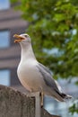 Marine bird Albatross sitting on fence with an open beak. On the background of houses