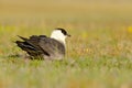 Marine bird Arctic Skua, Stercorarius parasiticus, sitting in the grass. Bird in the nature habitat. Royalty Free Stock Photo