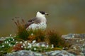 Marine bird Arctic Skua, Stercorarius parasiticus, sitting on stone with dark blue sea at backgrond, Svalbard Royalty Free Stock Photo