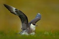 Marine bird Arctic Skua, Stercorarius parasiticus, sitting on stone with dark blue sea at Marine bird Arctic Skua, Sterc, Svalbard