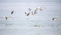 Seagull, Seagull birds Flying, Close up view of white bird, beach against natural blue water background. Royalty Free Stock Photo