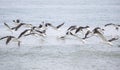 Seagulls, Seagull birds Flying, beach against natural blue water background. Royalty Free Stock Photo