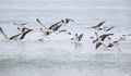 Seagulls, Seagull birds Flying, beach against natural blue water background. Royalty Free Stock Photo