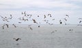Marine birds Royalty Free Stock Photo