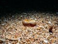 Marine bivalve mollusk, Bivalvia. Loch Carron, Scotland