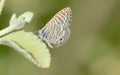 Marine Blue Butterfly, Leptotes marina, in Arizona Desert