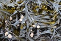 Marine brown algae with sea snails Royalty Free Stock Photo