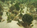 Marine calcareous algae