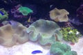 Marine carpet anemone surrounded by floating fish in an aquarium