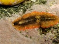 Marine Carpet Flatworm