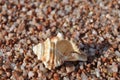 Marine cockleshell Royalty Free Stock Photo