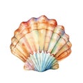 Marine colourfull sea shell watercolor illustration, marine animals clipart