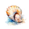 Marine colourfull sea shell watercolor illustration, marine animals clipart