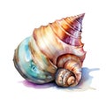 Marine colourfull sea shells watercolor illustration, marine animals clipart